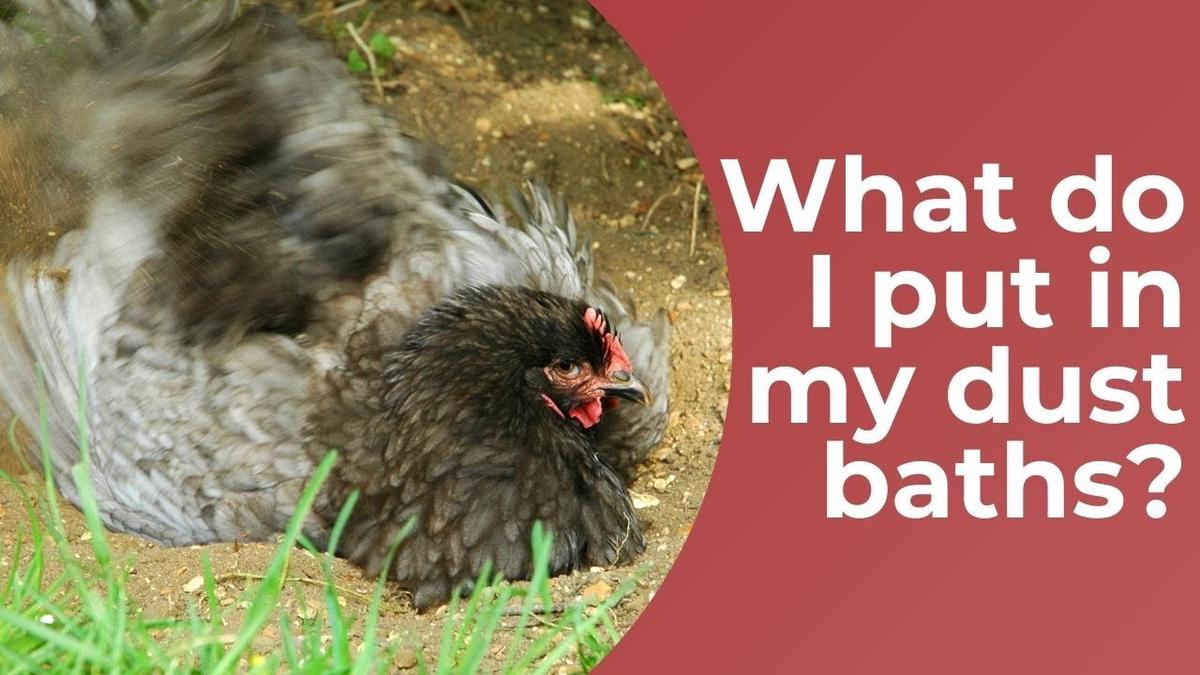 'Video thumbnail for What I Put In My Chickens' Dust Baths'