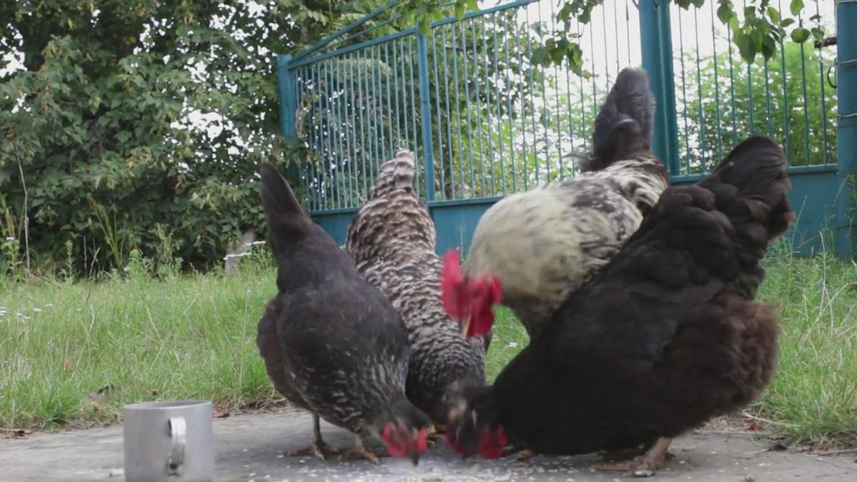 'Video thumbnail for Chicken Eating Food'