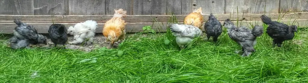 Raising Backyard Chickens - Chicken Breeds