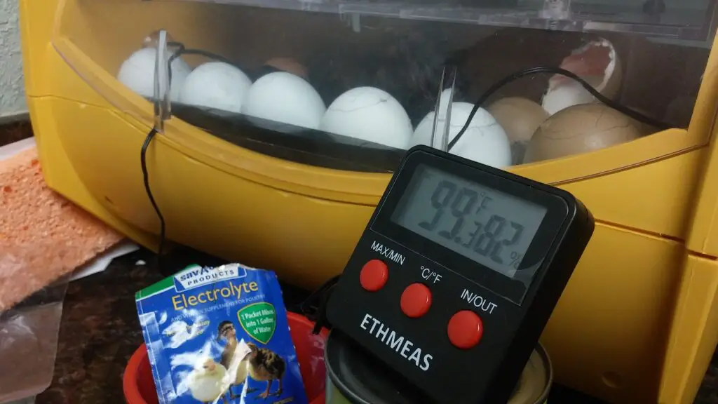 Chicken Egg Incubation:  avoid opening incubator during lockdown.