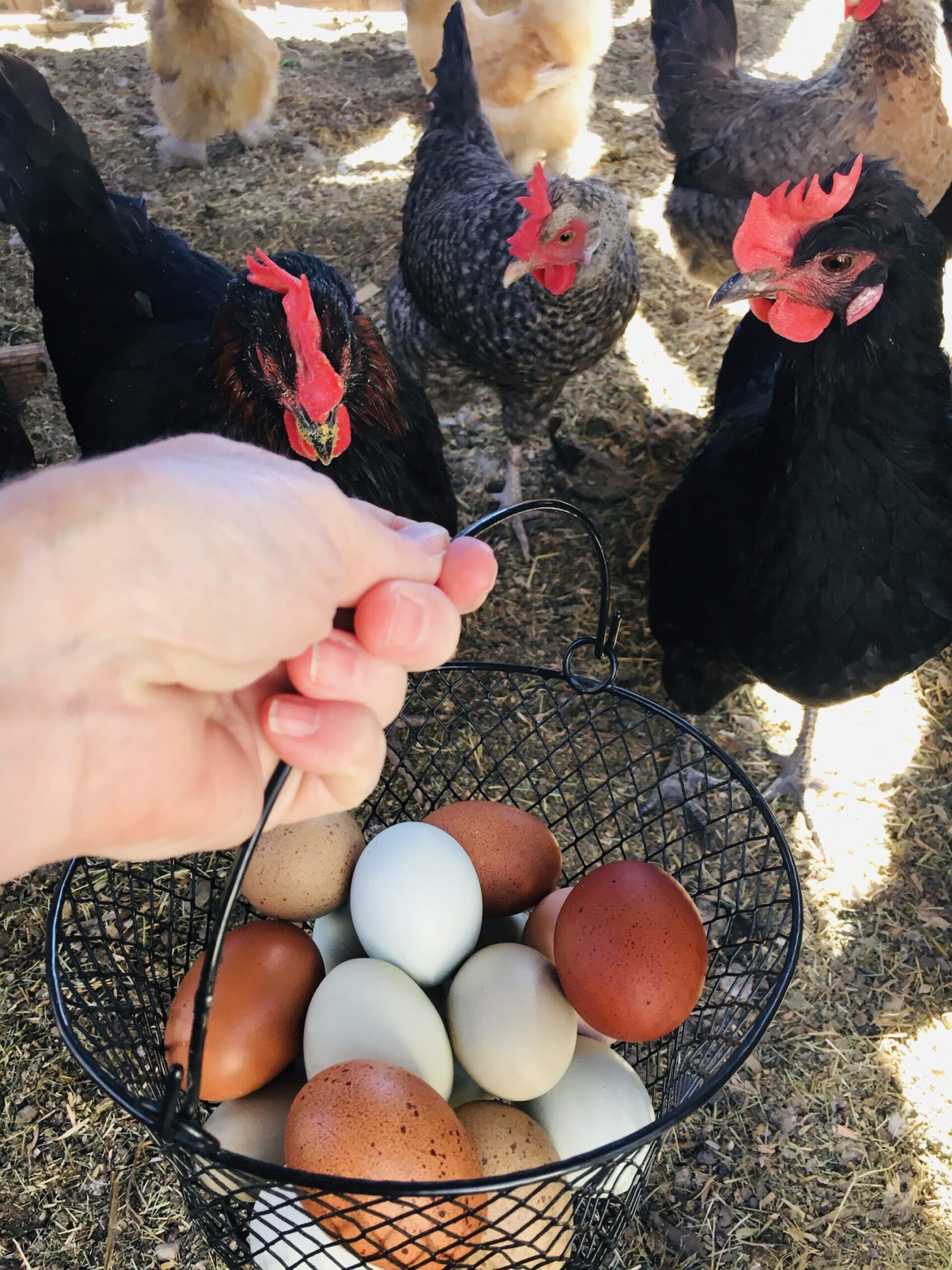 Backyard Chickens Mama - Raising Chickens 101 -Black Copper Marans with filled wire egg basket. Dollar store chicken supplies.
