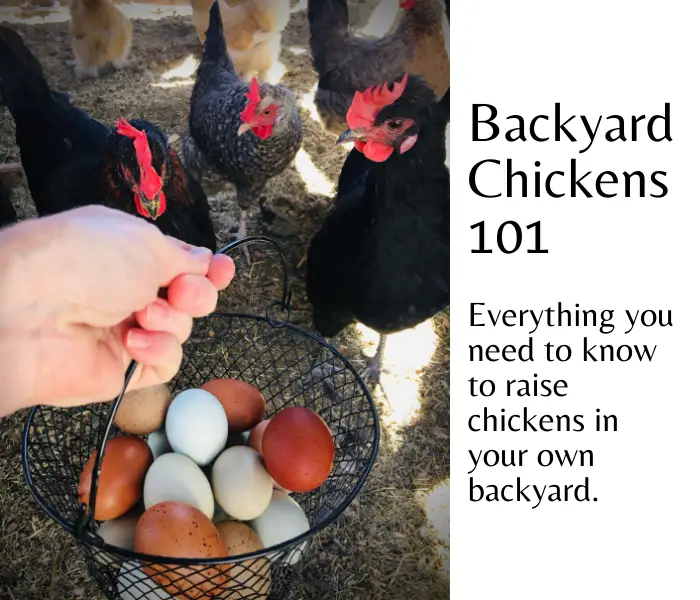 Backyard Chickens 101 Backyard Chickens Mama