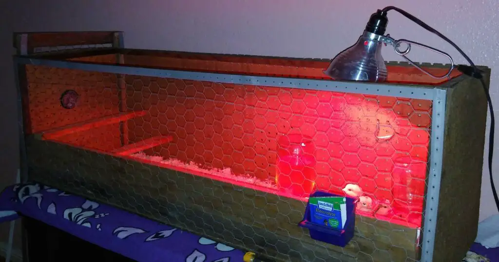 Chicken-Brooder-with-Red-Light-Heat-Lamp