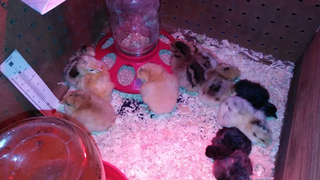 Chicks-Pine-Shavings-Food-Thermometer