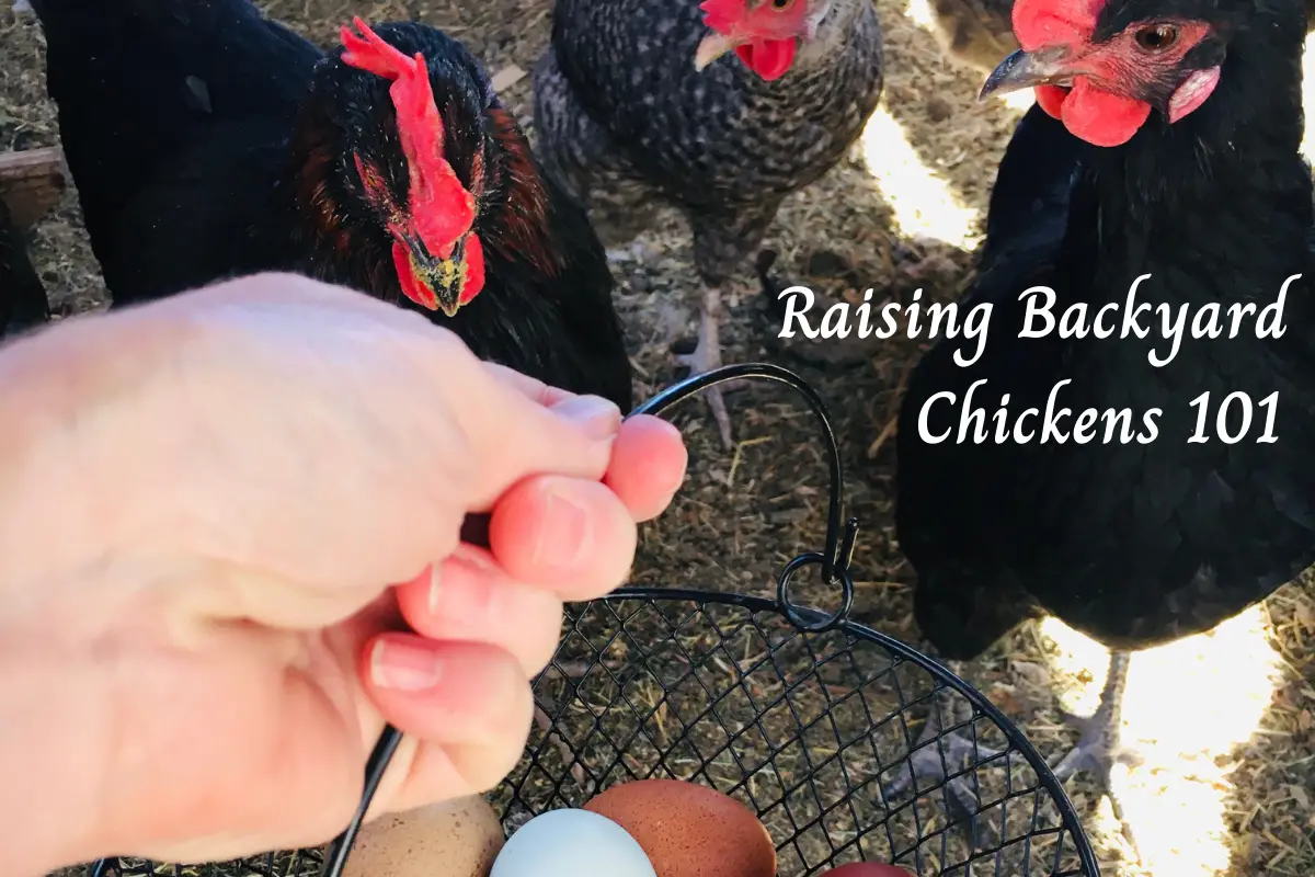 Raising Backyard Chickens 101