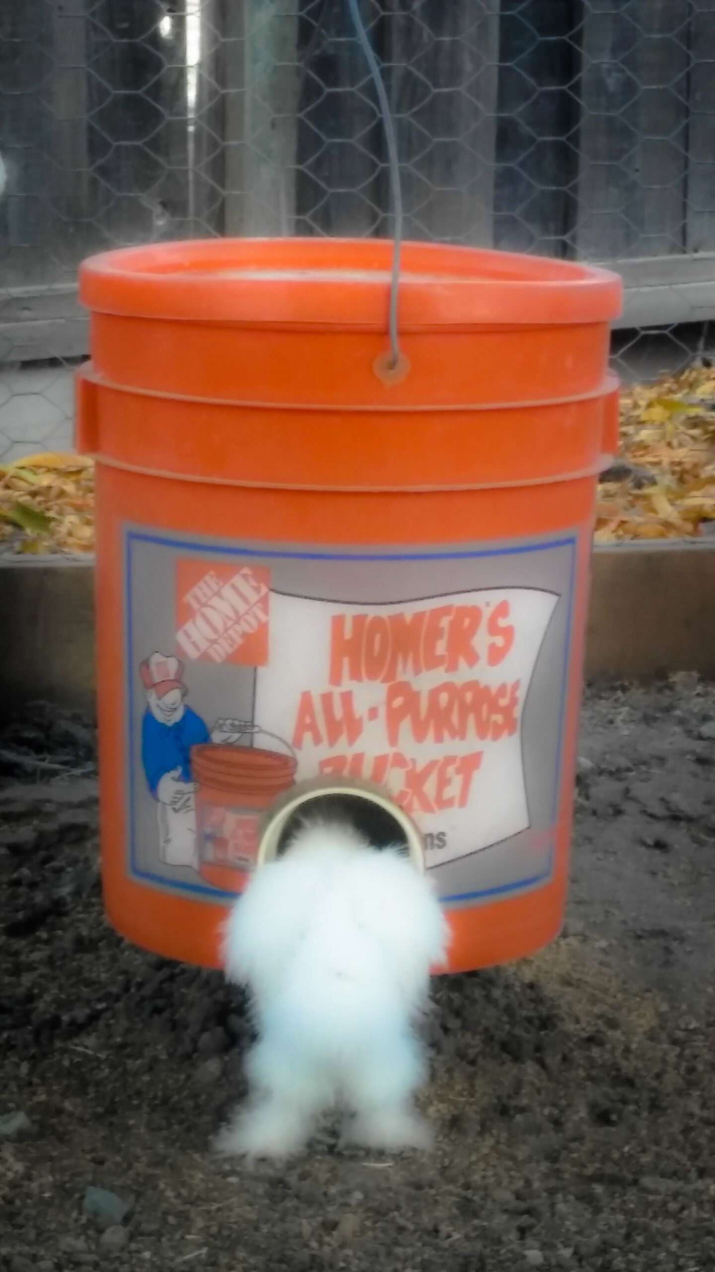 Backyard Chicken Mama Backyard Chickens Mama