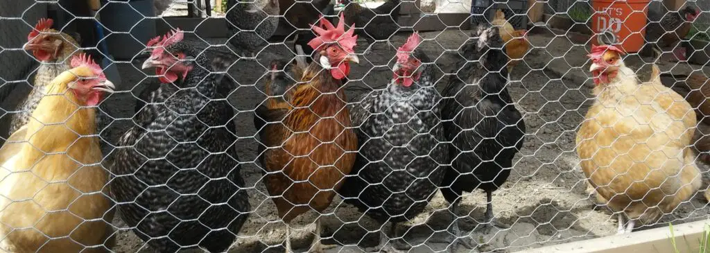 My Backyard Chickens
