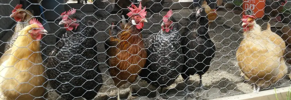 Backyard Chickens in Coop