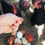 Backyard Chickens Mama - About Me - Get your chickens laying more eggs. Basket full of eggs with 3 hens.