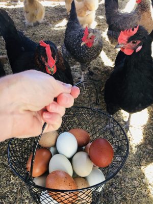 Backyard Chickens Mama - About Me - Get your chickens laying more eggs. Basket full of eggs with 3 hens.