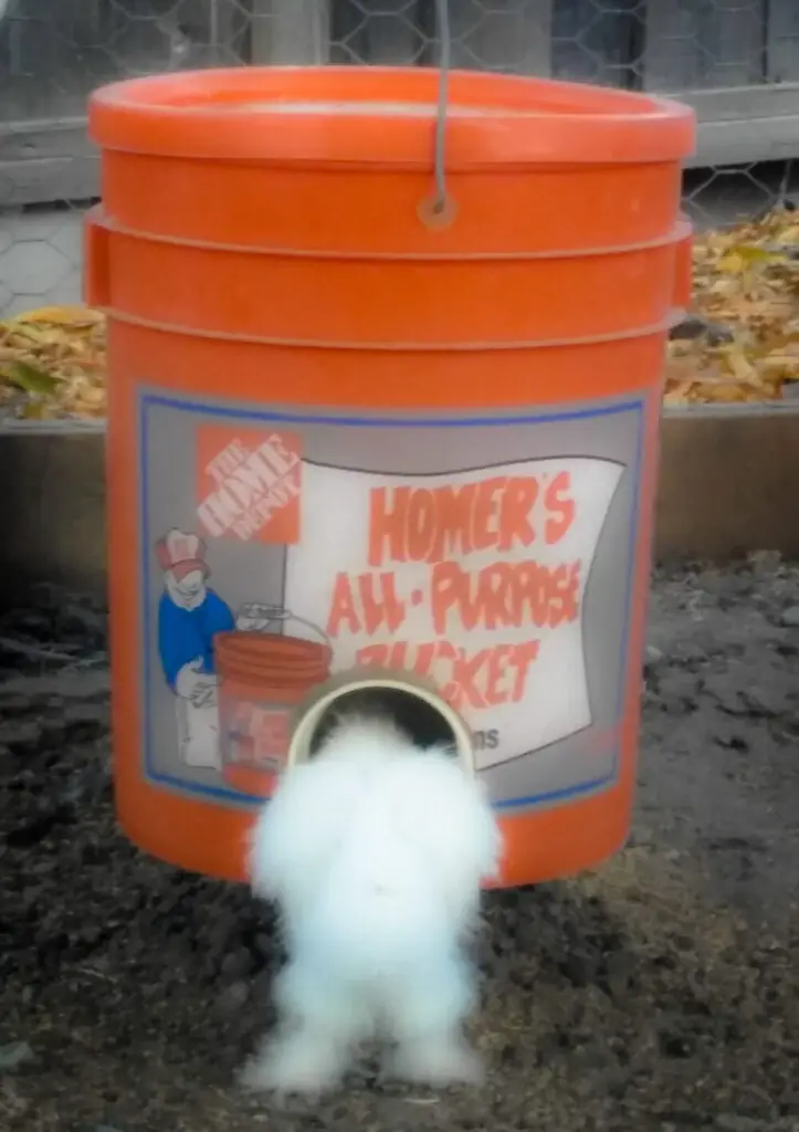 close up White Silkie Chicken eating out of no mess home made bucket feeder.