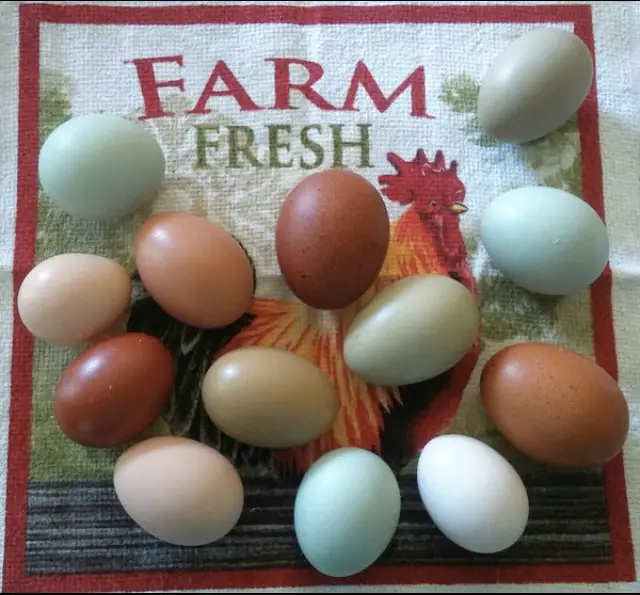 Farm fresh eggs can be stored on your countertop.  Storing eggs on your countertop is common practice in most countries.