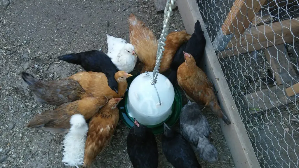 large flock of chickens drinking water ACV-to-Chicken-Waterer-1200-x-1200