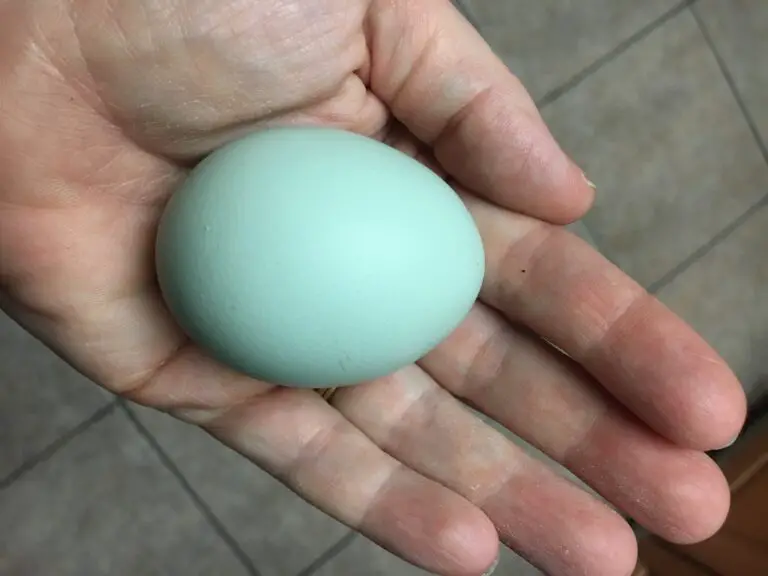 Do you need to turn eggs in an incubator