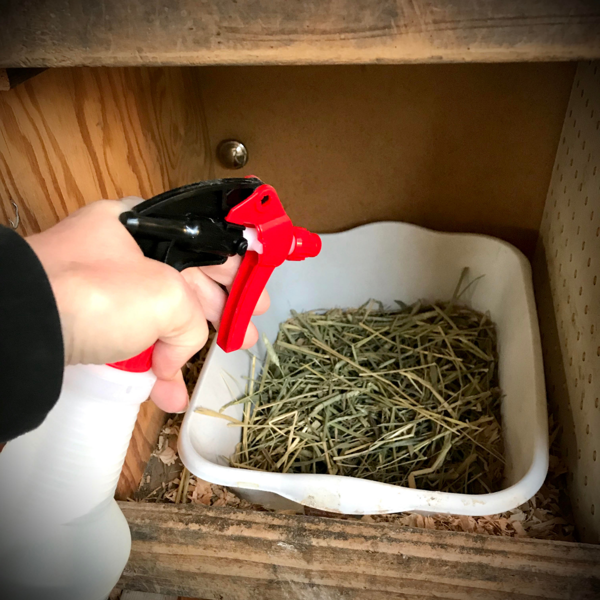 5 Simple Ways to Get Rid of Mites on Chickens-Naturally | Backyard ...