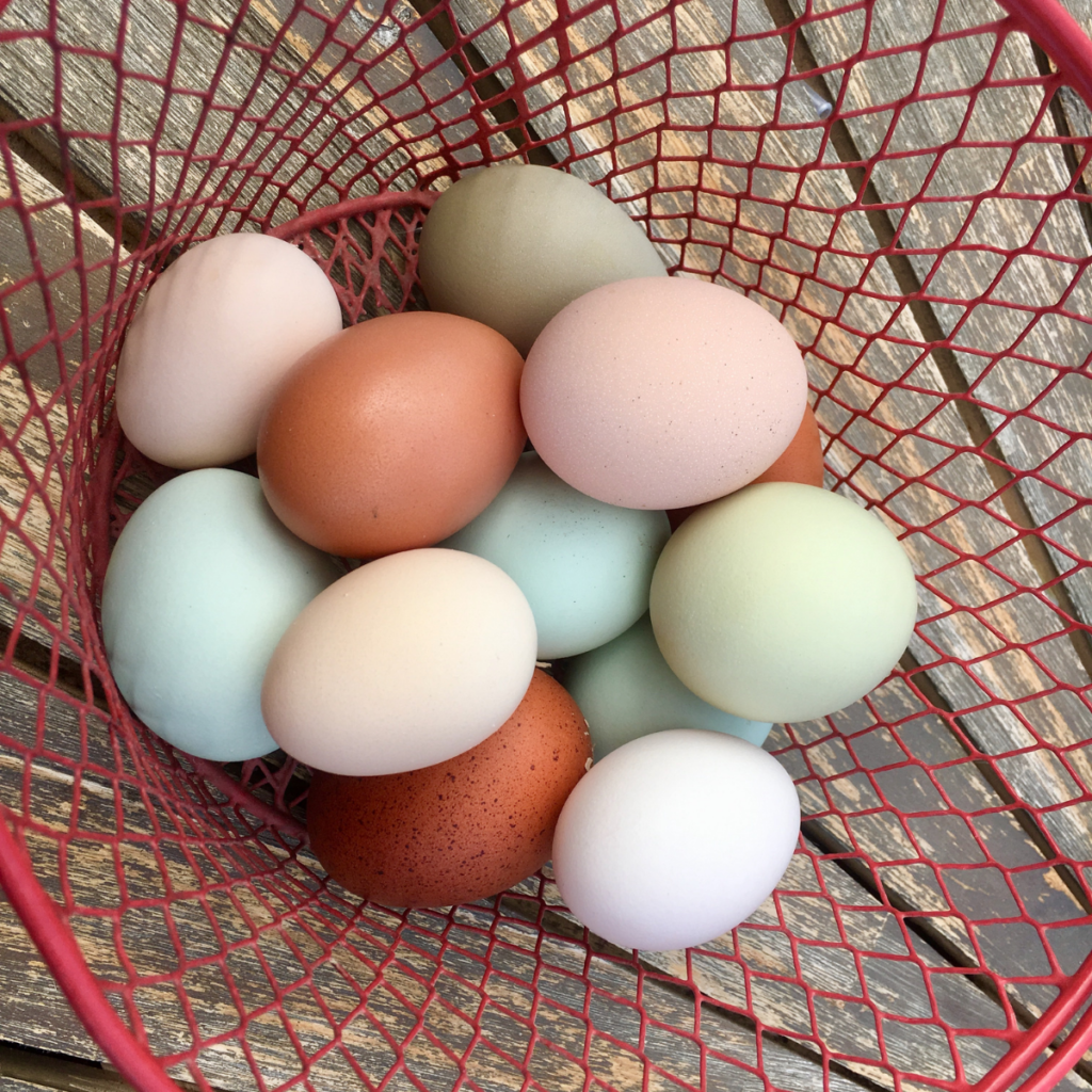 Farm Fresh Chicken Eggs in Basket