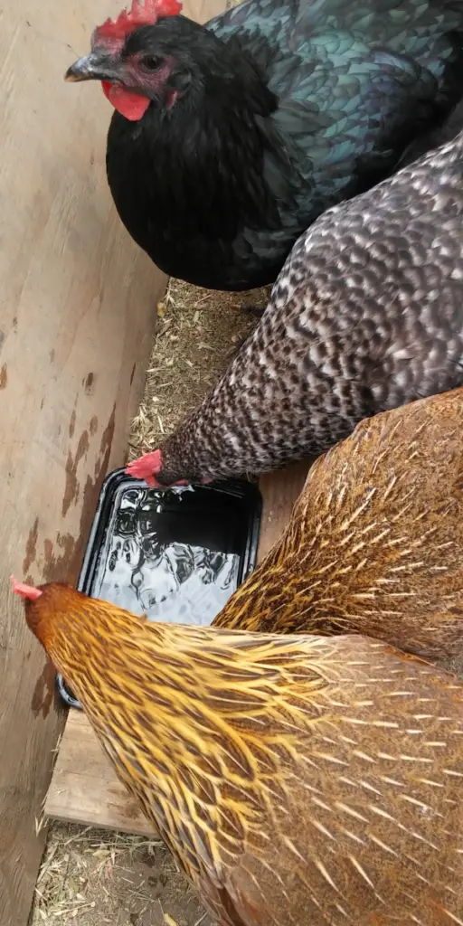 chickens drinking water ACV-Healthy-Gut. REMOVE ALL WATER IN AND AROUND THE COOP AT THE END OF EACH DAY.