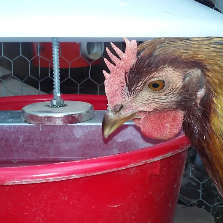 12 Benefits of Using Apple Cider Vinegar How to Make Your Chickens