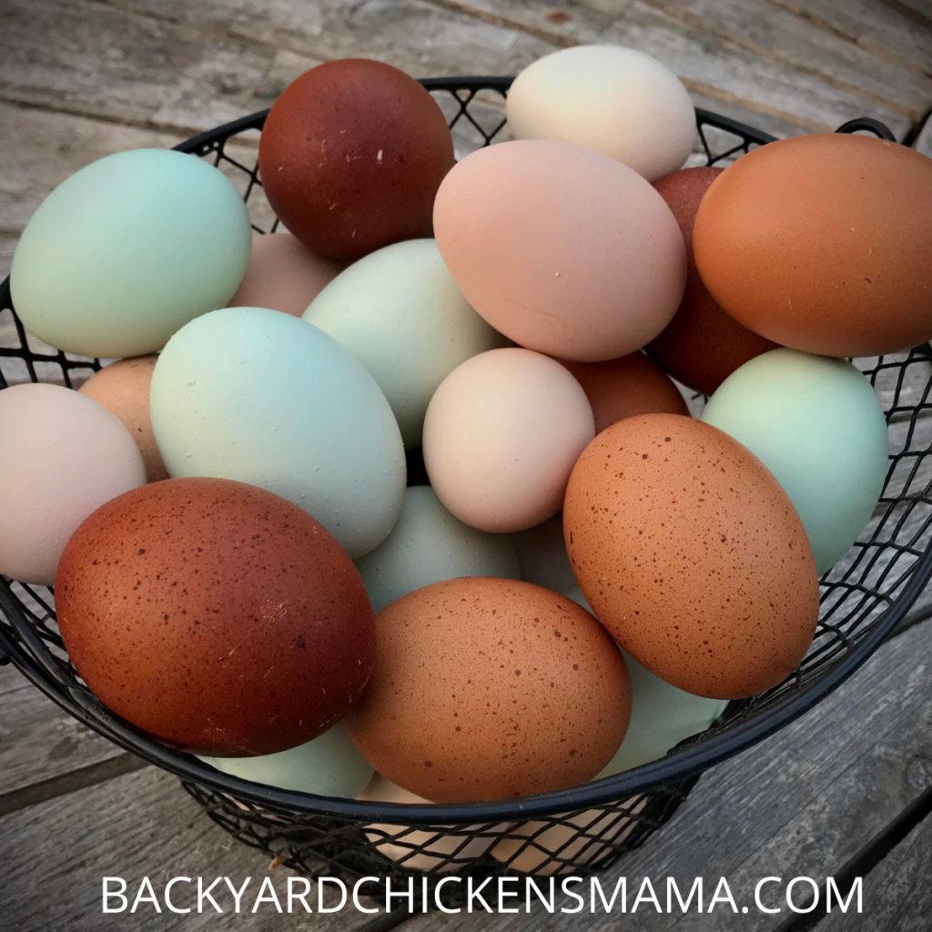Get your chickens laying more eggs.Dollar Store Chicken Supplies -Wire Egg BASKET-OF-COLORFUL-EGGS