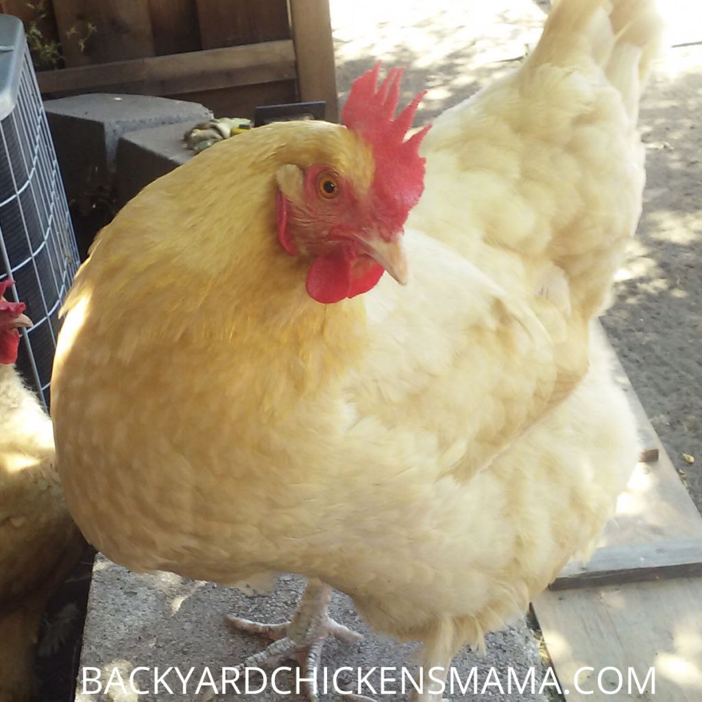 BUFF ORPINGTON CHICKEN-Raising Backyard Chickens