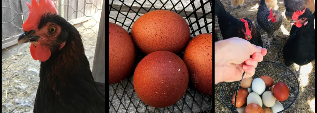 Black Copper Maran, Basket of eggs Banner