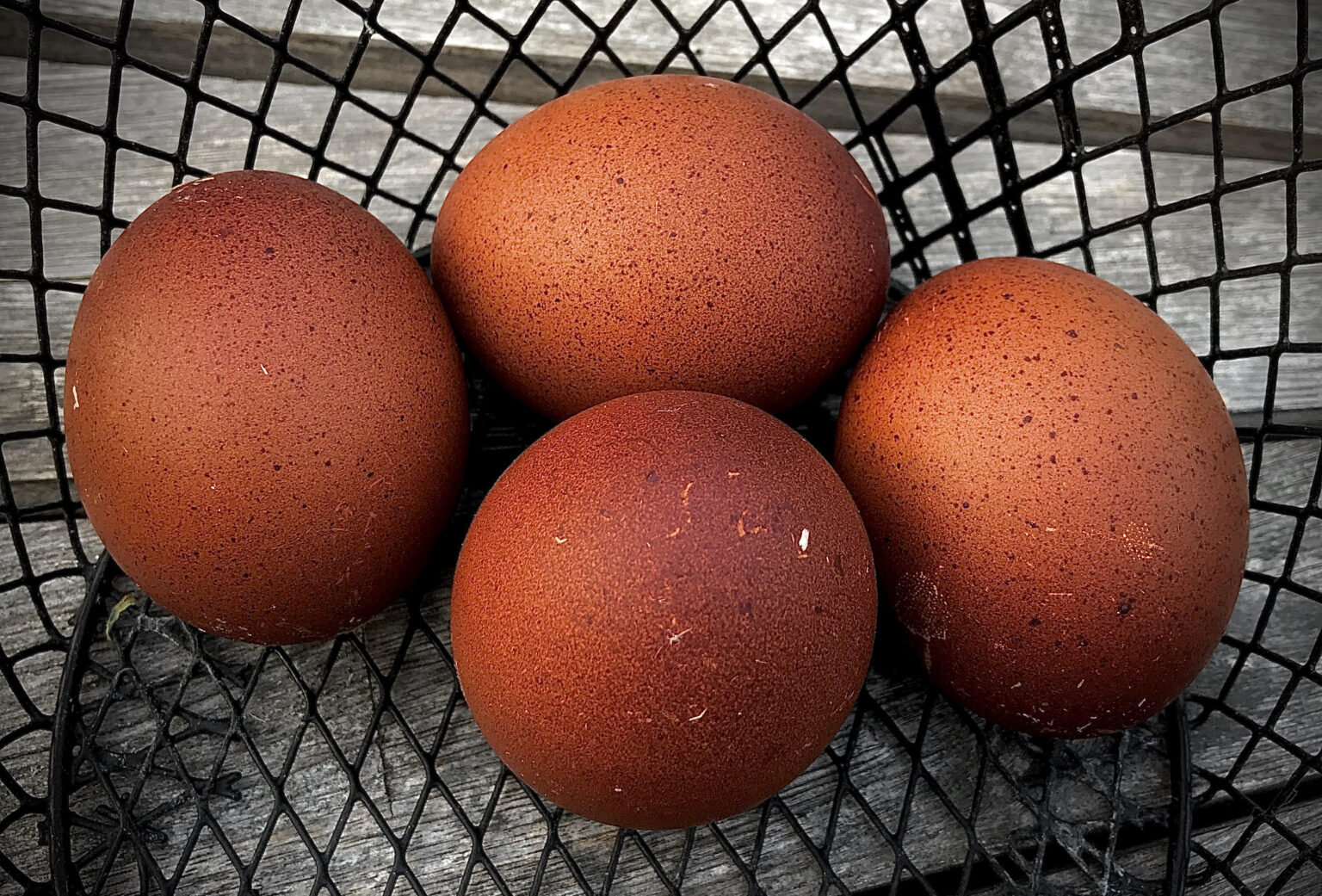 BlackCopperMaranEggs Backyard Chickens Mama