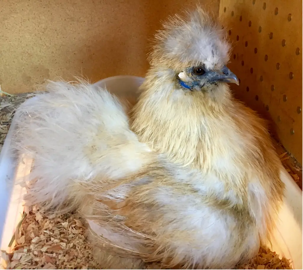 Broody Silkie Hen sleeps in nest box. Dirty Nest box, poop.