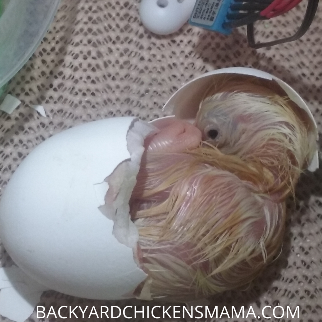 chick hatching