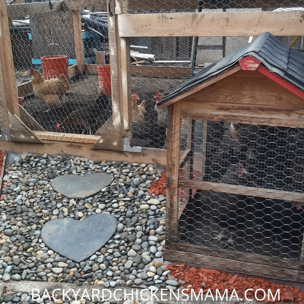 MAKE SURE YOUR CHICKEN COOP IS LARGE ENOUGH