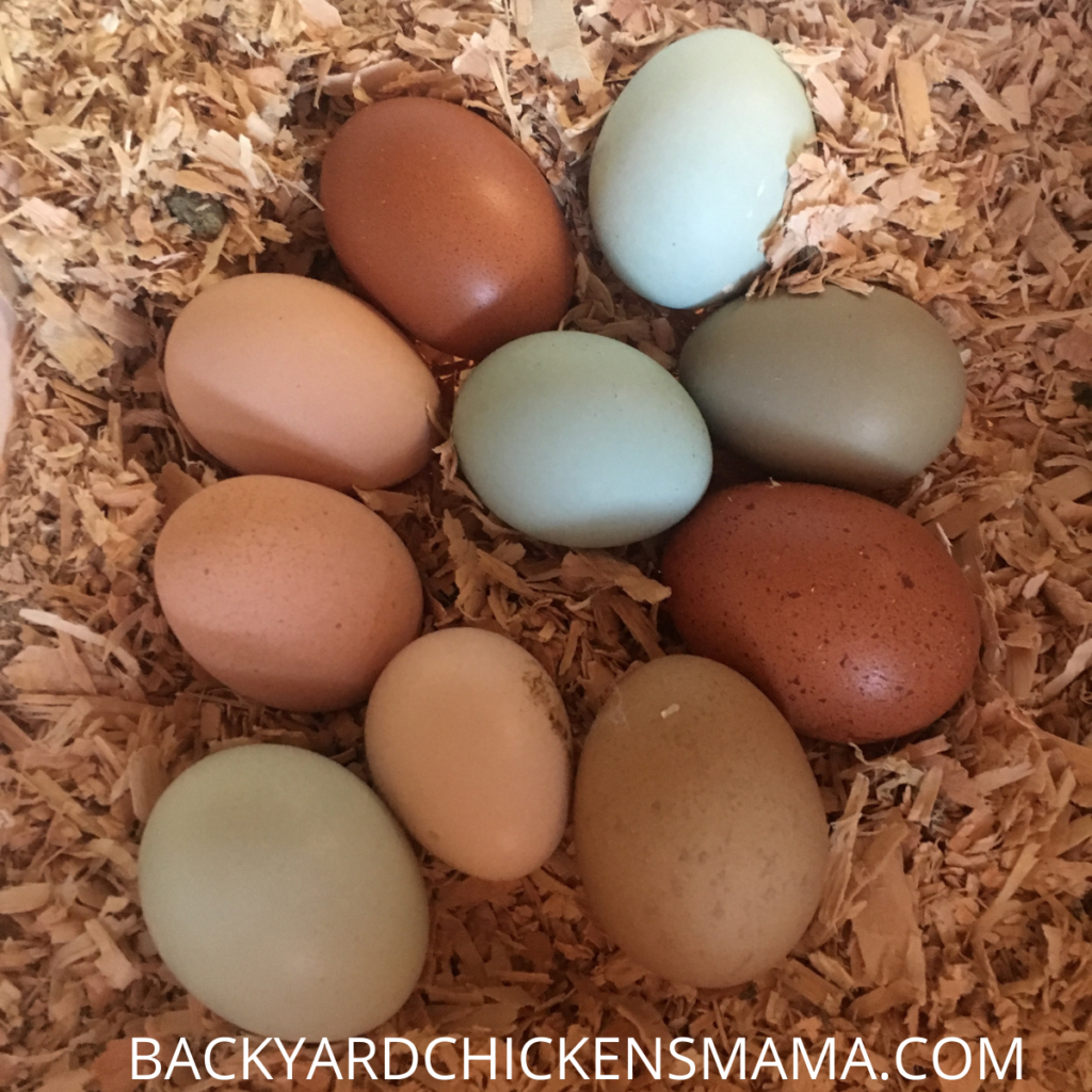 Colorful chicken eggs in hen box. Collect eggs frequently in winter
