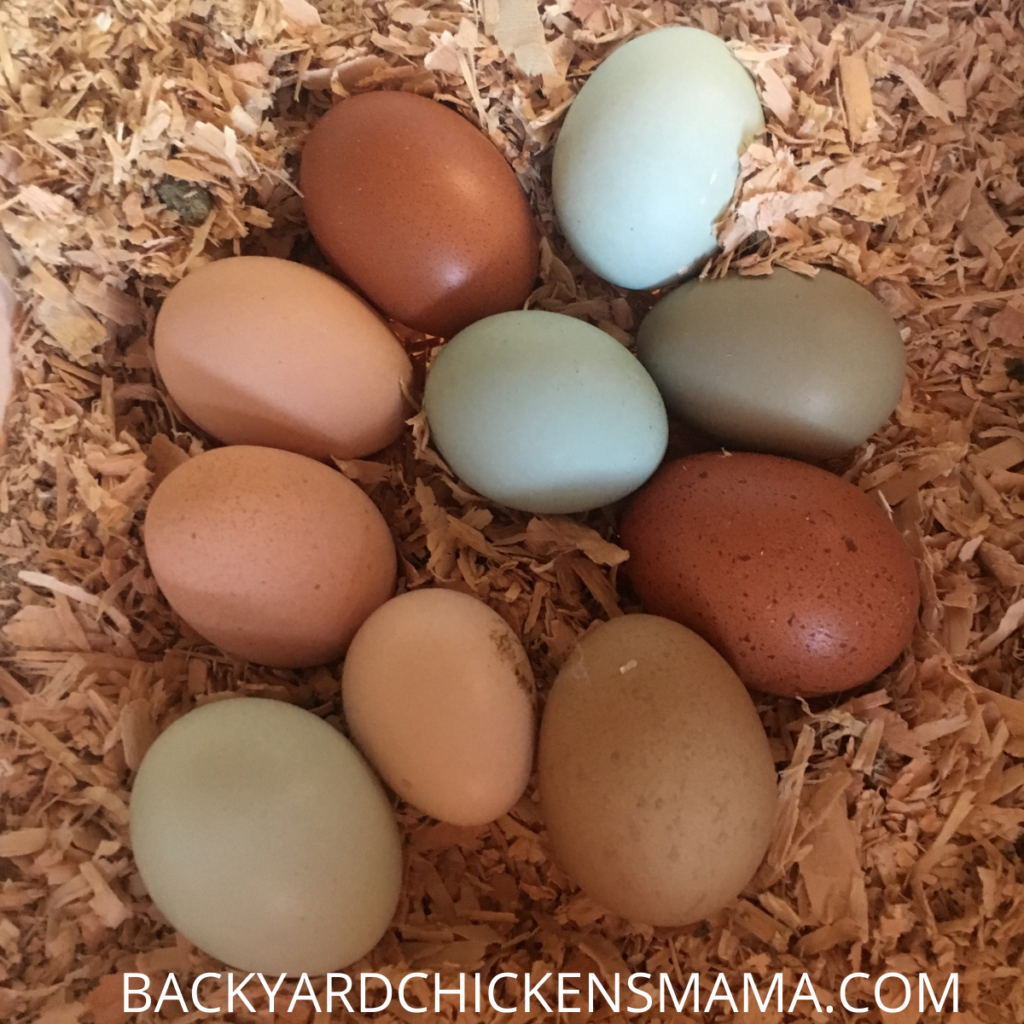 Breeds that will lay beautiful blue chicken eggs. Colorful chicken eggs in hen box. Collect eggs frequently in winter