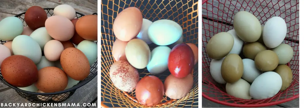 Colorful Chicken Eggs in Baskets