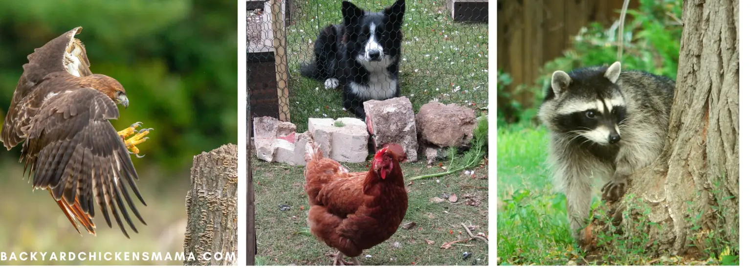common backyard chicken predators Backyard Chickens Mama