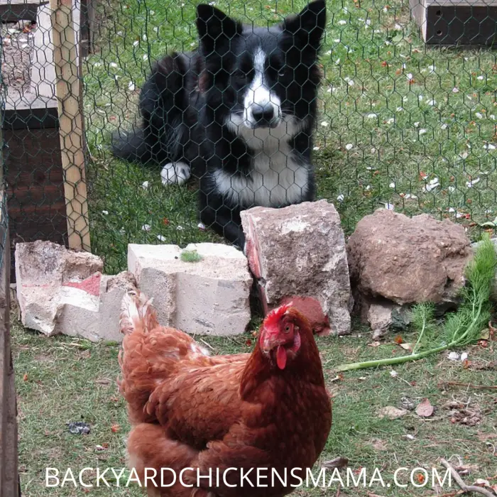 dog and hen Backyard Chickens Mama