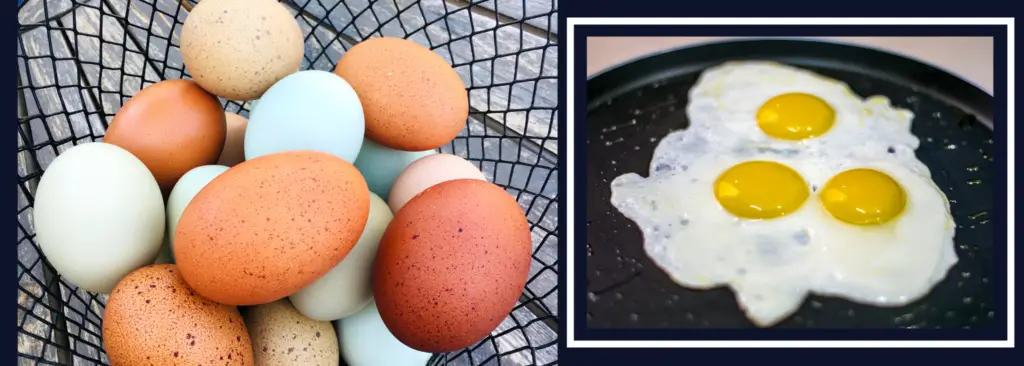 Does-Egg-Color-Affect-Taste