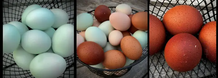 Egg Color FACTS