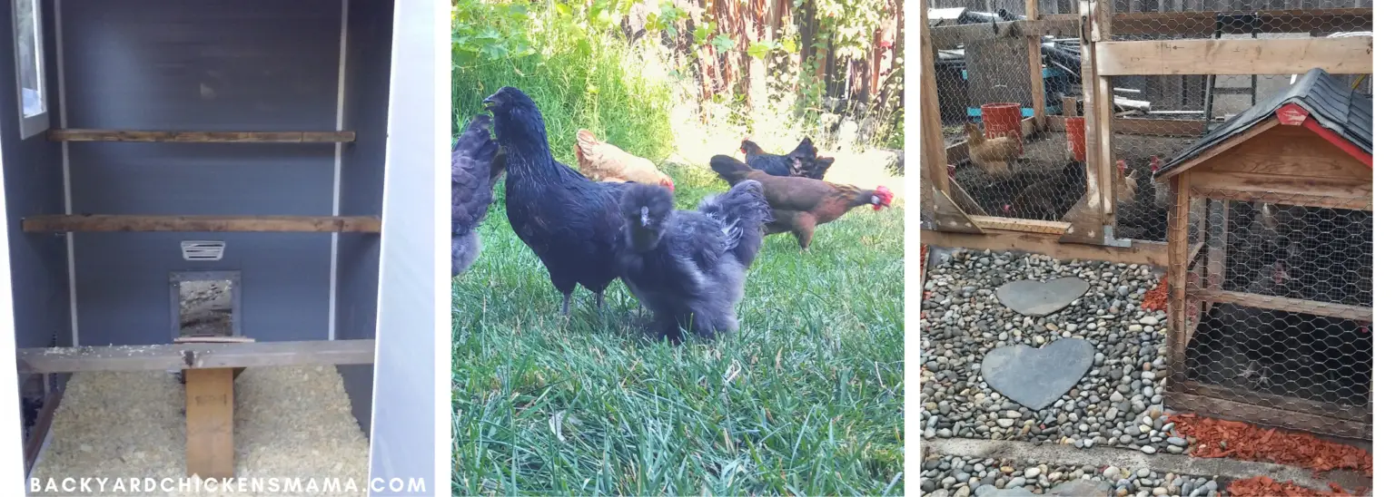 How much room do chickens need Backyard Chickens Mama