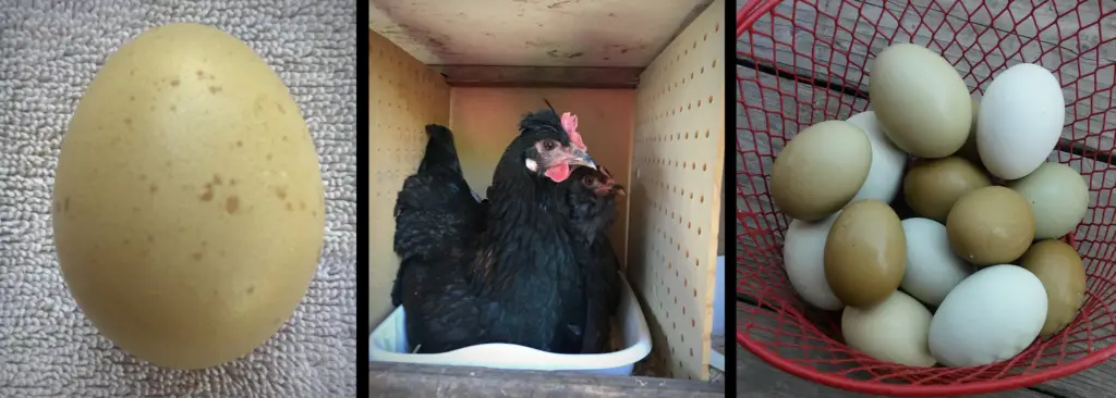 11 Secrets that Will Get Your Chickens Laying More Eggs. Happy chickens