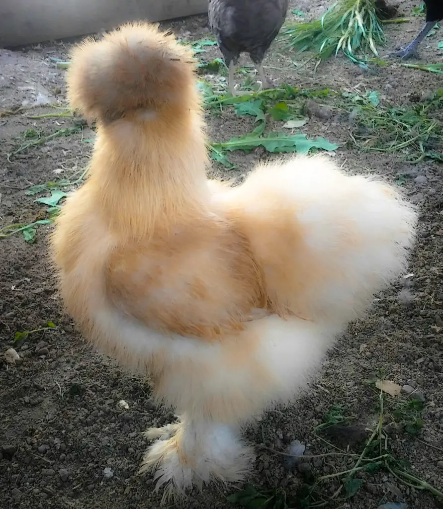 Buff Silkie Hen