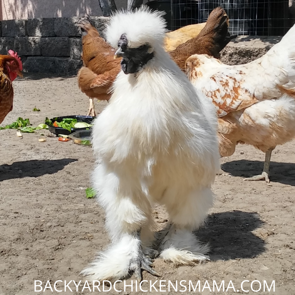 White Silkie Rooster