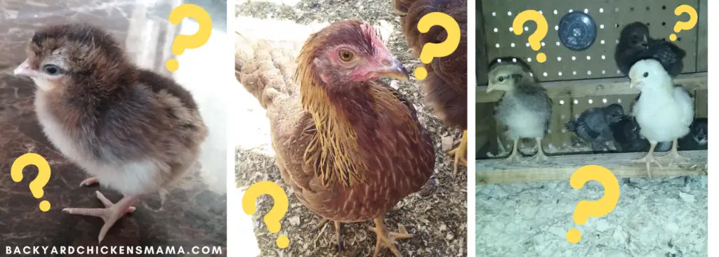 Raising Backyard Chickens Questions