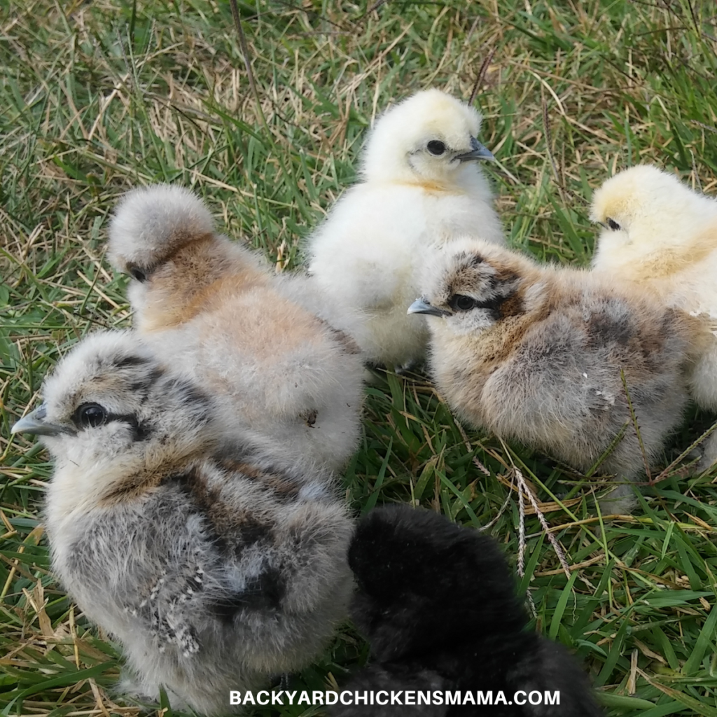 different colors of silkie chicks