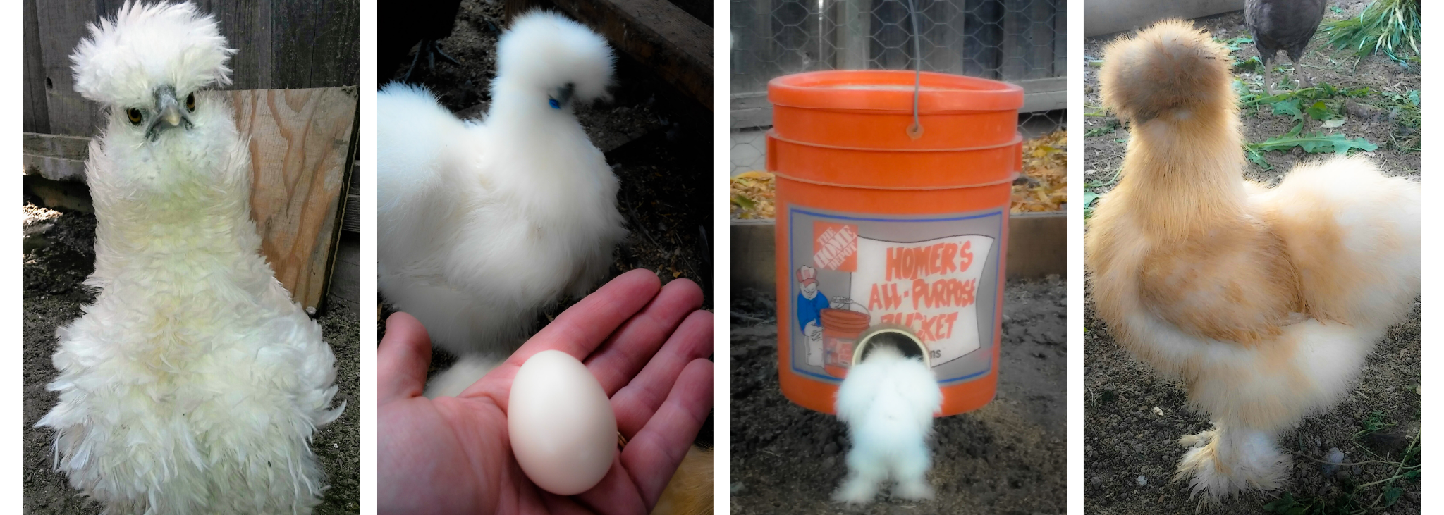 Do Silkie Chickens Make Good Family Pets