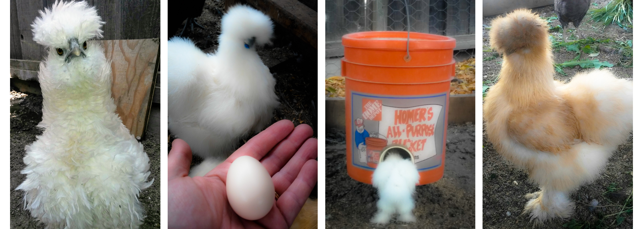 Do Silkie Chickens Make a Good Family Pet?