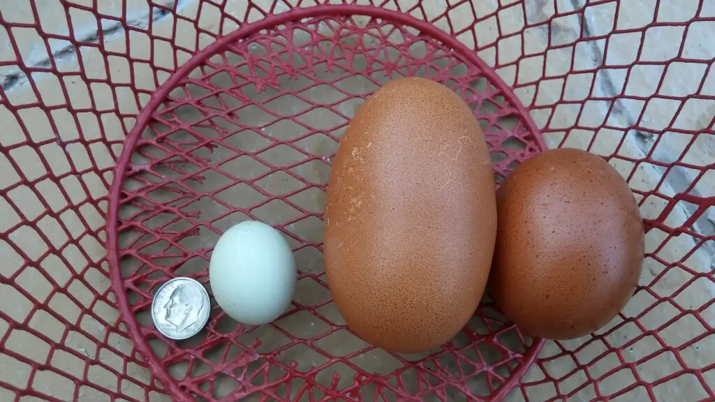 Small and Very Large Chicken egg