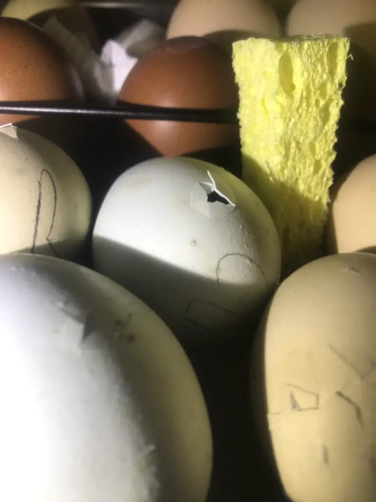 Incubator eggs with pips