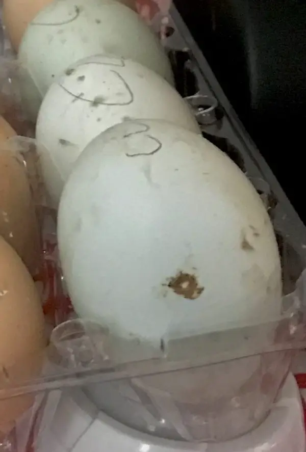 21 FAQ About Incubating Chicken Eggs
