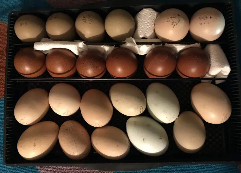 Eggs in Incubator Upright and on Their Side