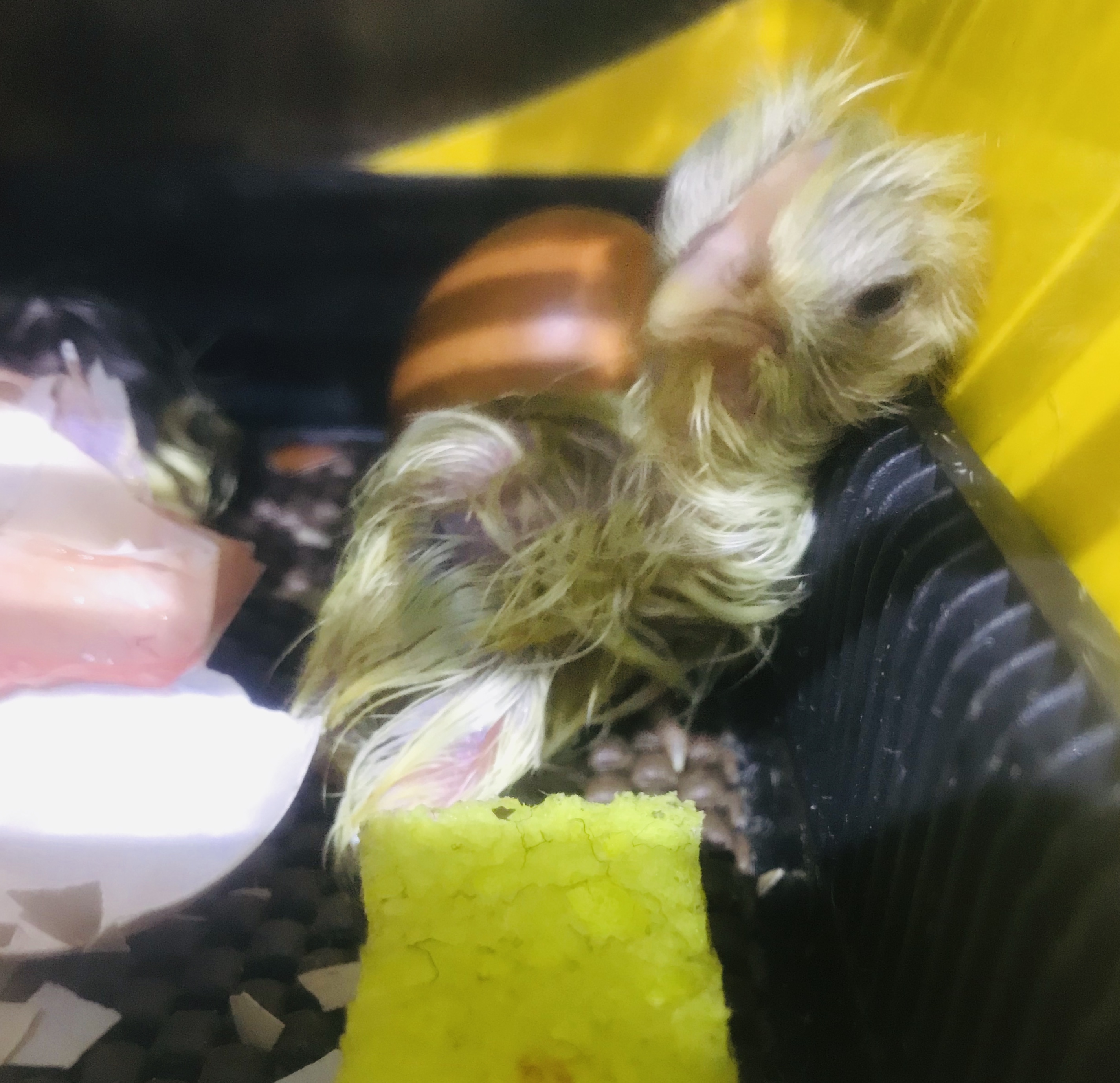 Chick in Incubator with Wet Sponge