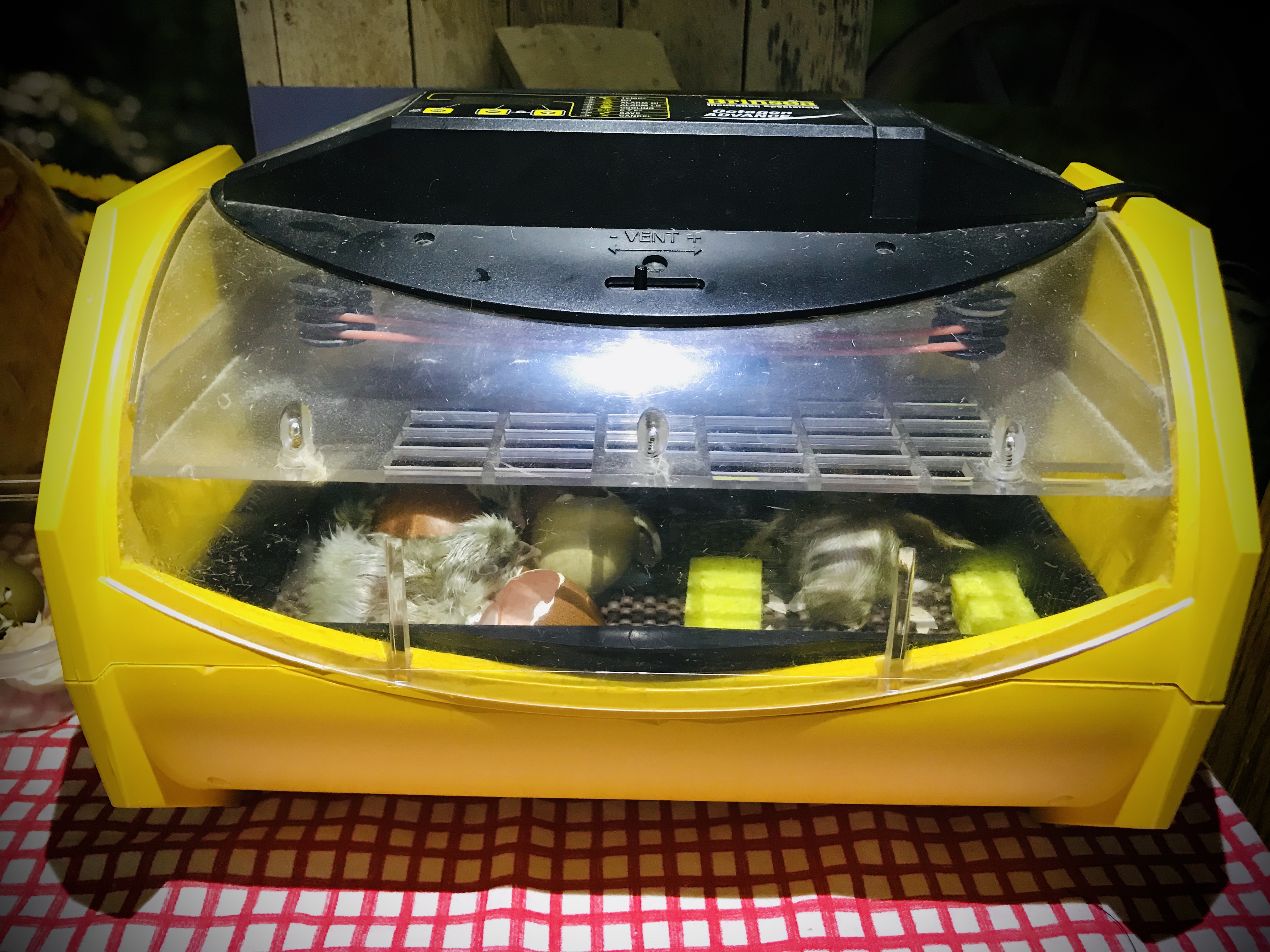 Chicks hatching in incubator
